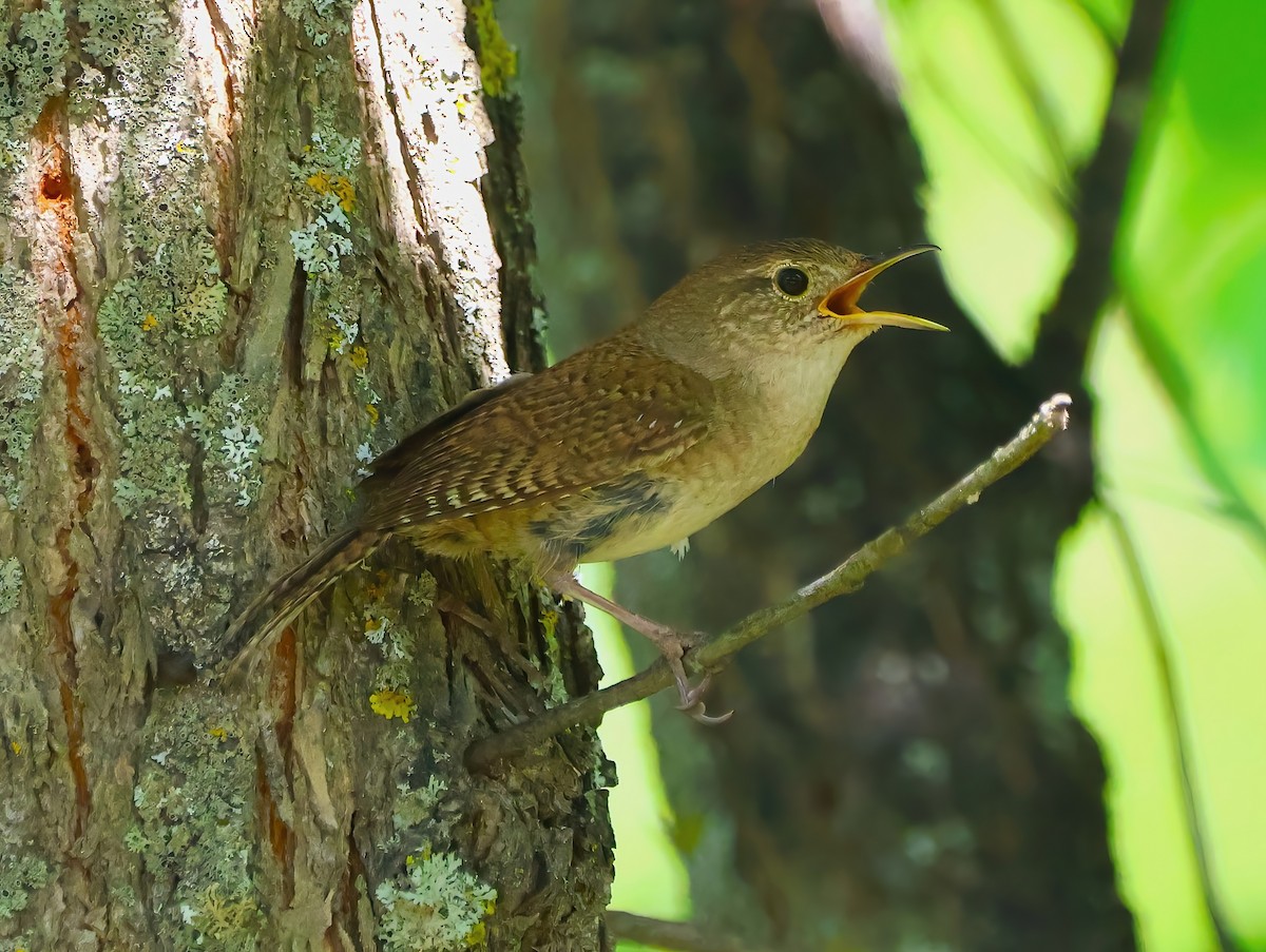 House Wren - ML620832354