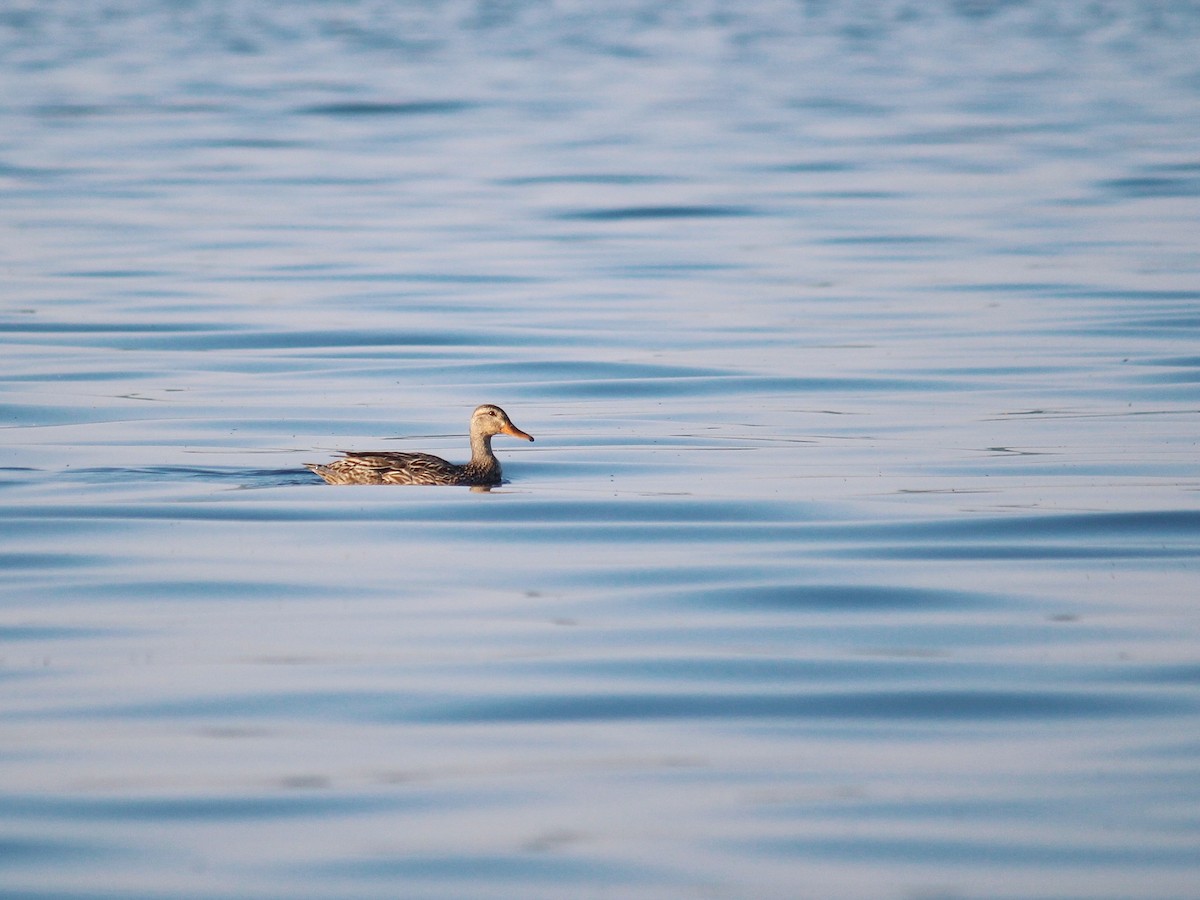 American Black Duck - ML620832356