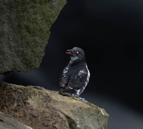 Least Auklet - ML620832360