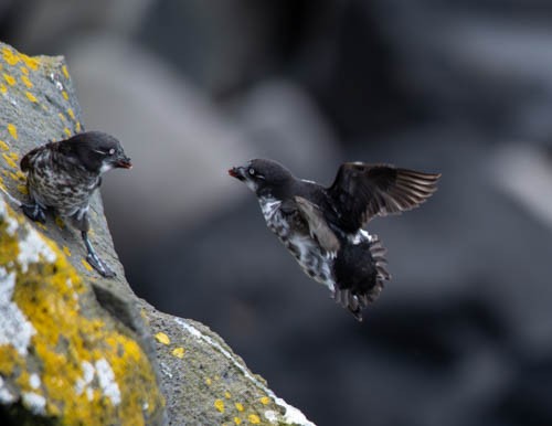 Least Auklet - ML620832361