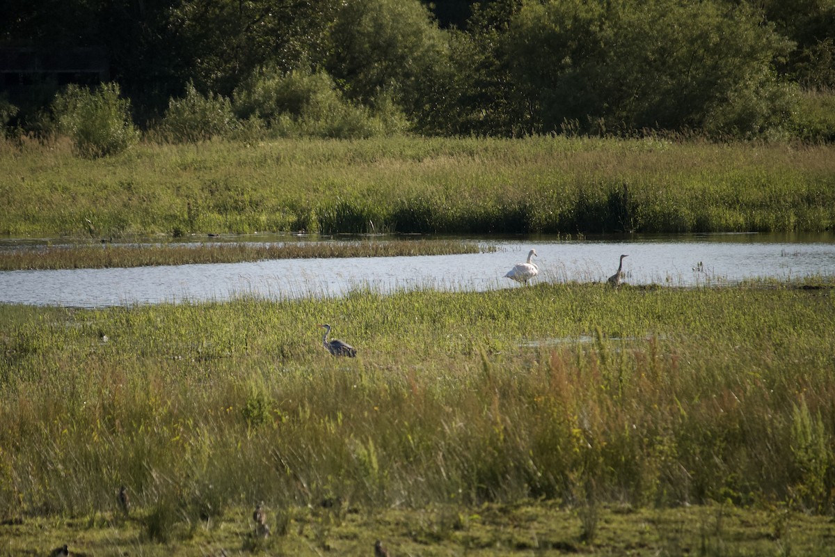 Gray Heron - ML620832362