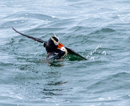 Tufted Puffin - ML620832363