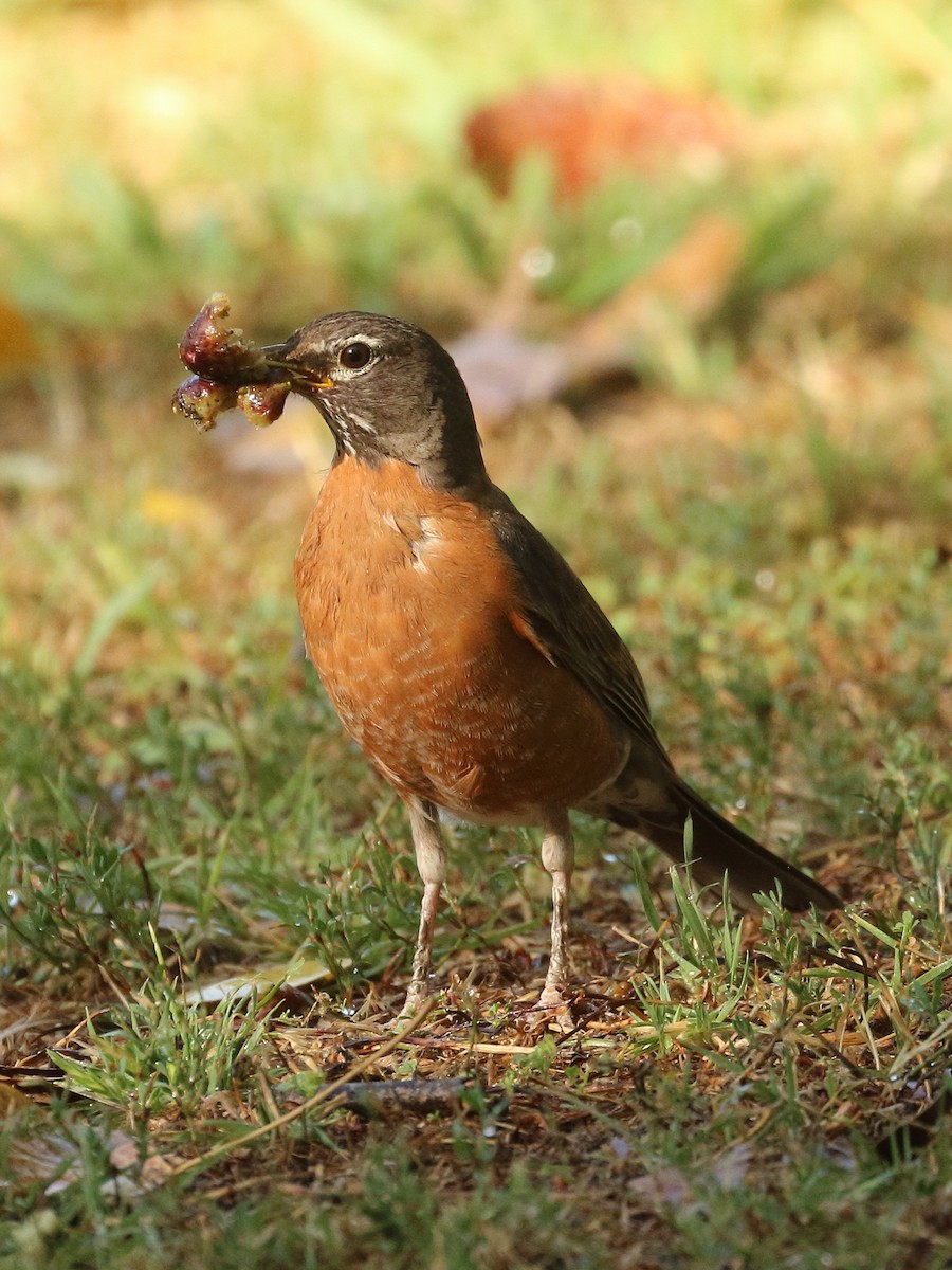 American Robin - ML620832364