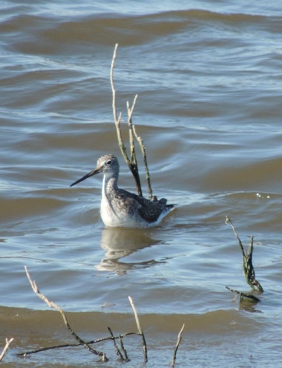 Greater Yellowlegs - ML620832365