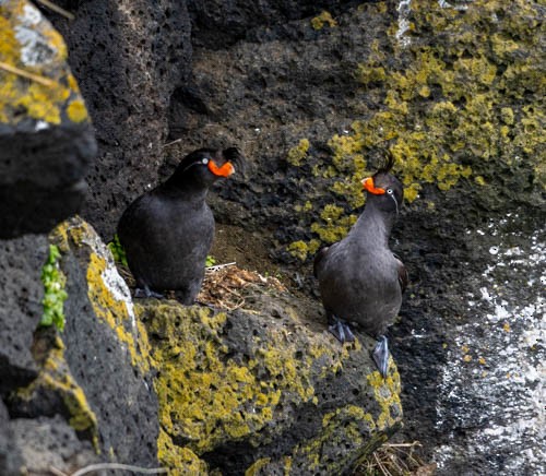 Crested Auklet - ML620832374