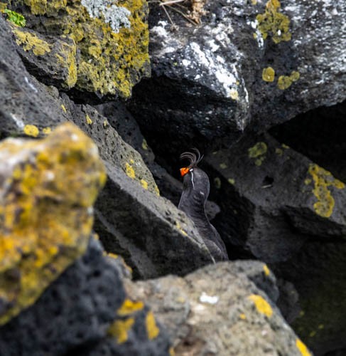 Crested Auklet - ML620832375