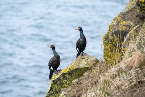 Red-faced Cormorant - ML620832378