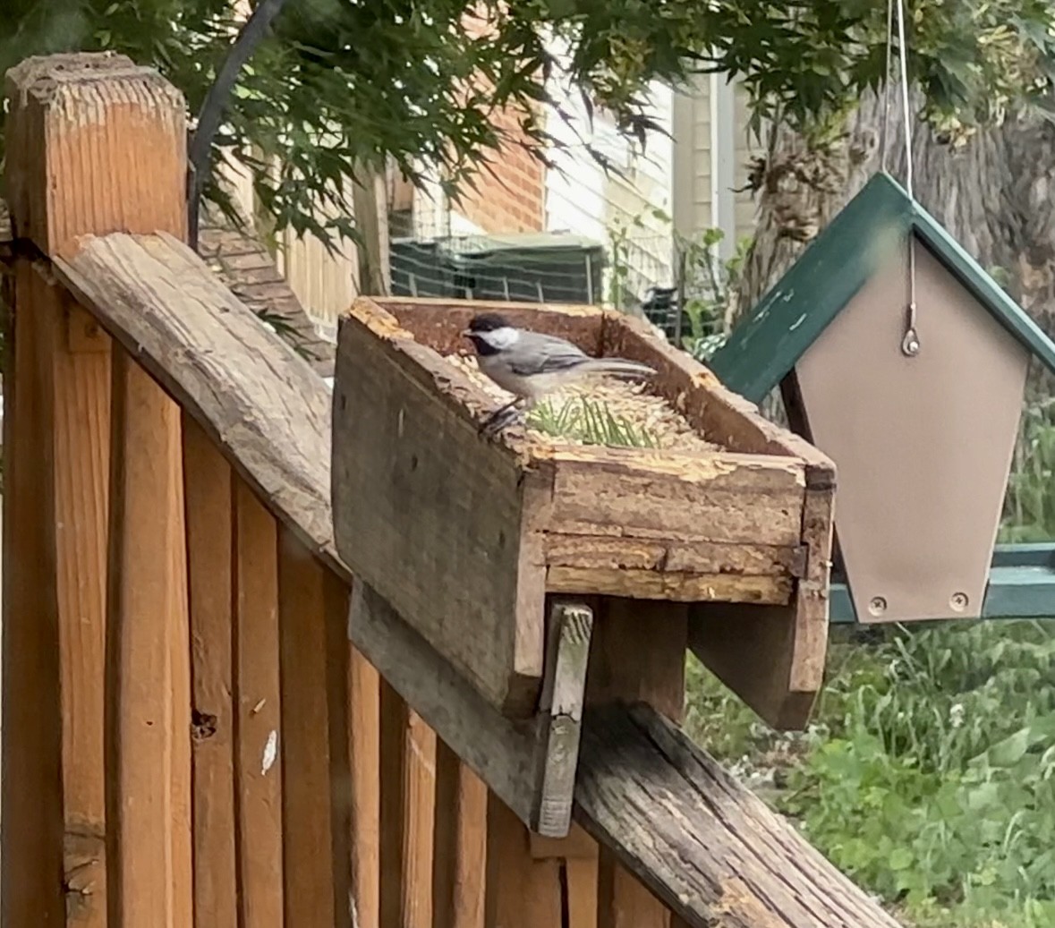 Carolina Chickadee - ML620832382