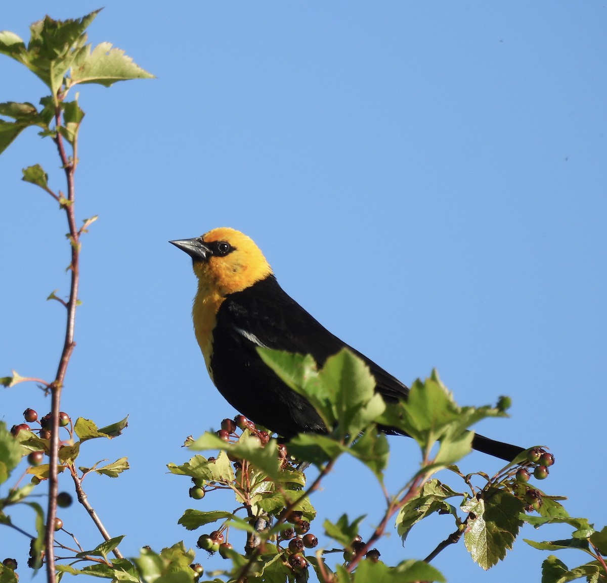 Yellow-headed Blackbird - ML620832385