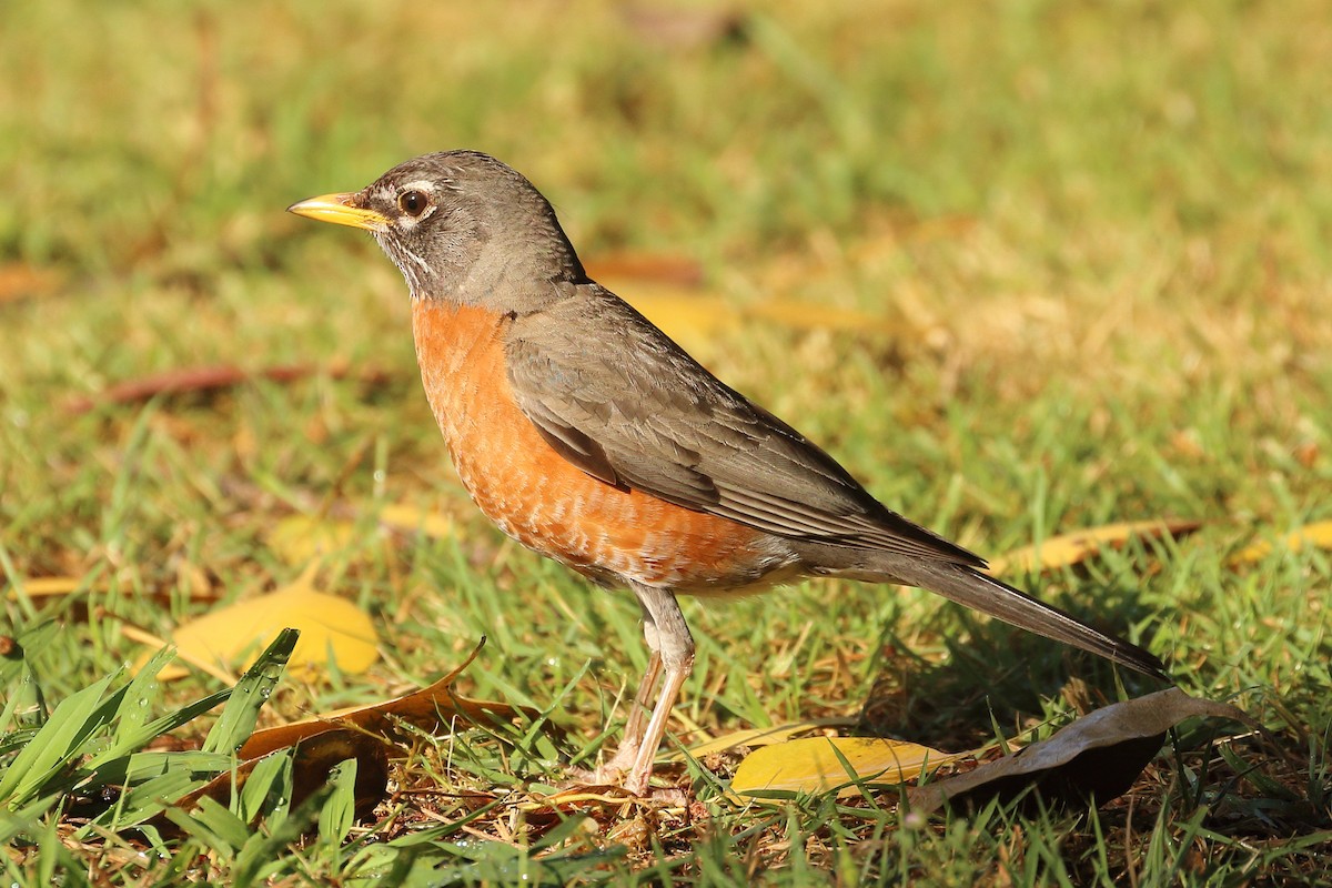 American Robin - ML620832386