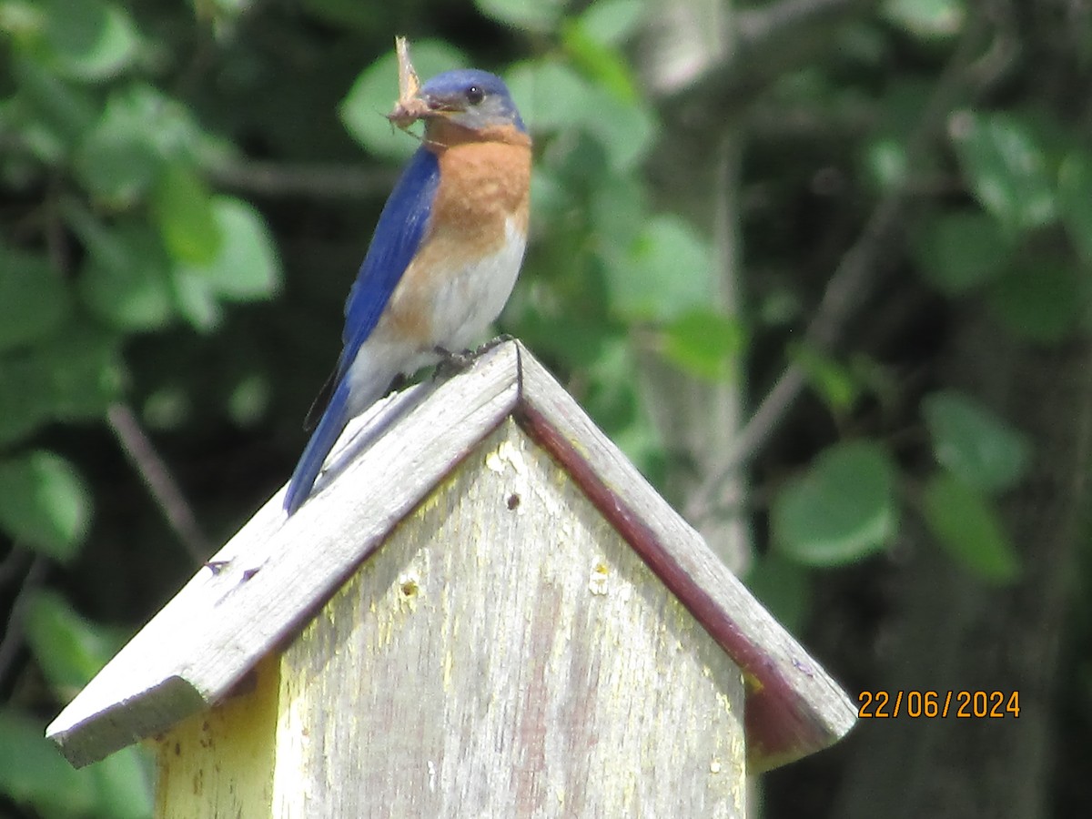 Eastern Bluebird - ML620832389