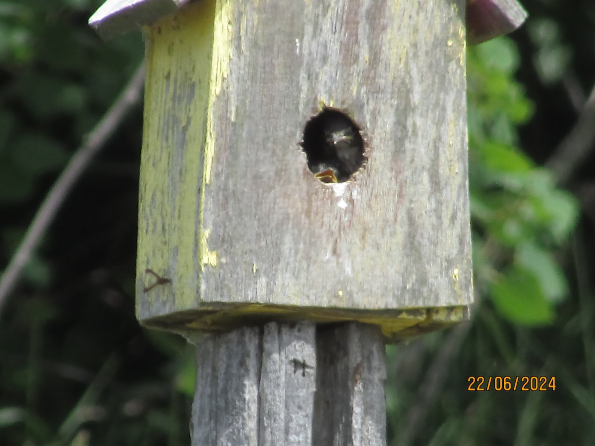 Eastern Bluebird - ML620832390