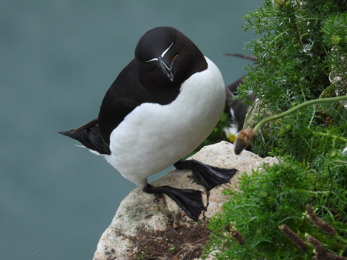 Razorbill - ML620832396