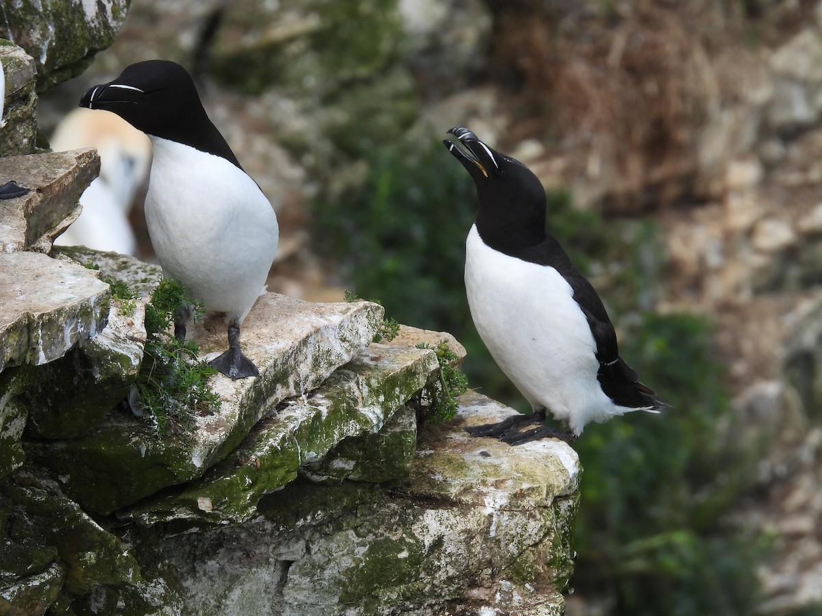 Razorbill - ML620832397