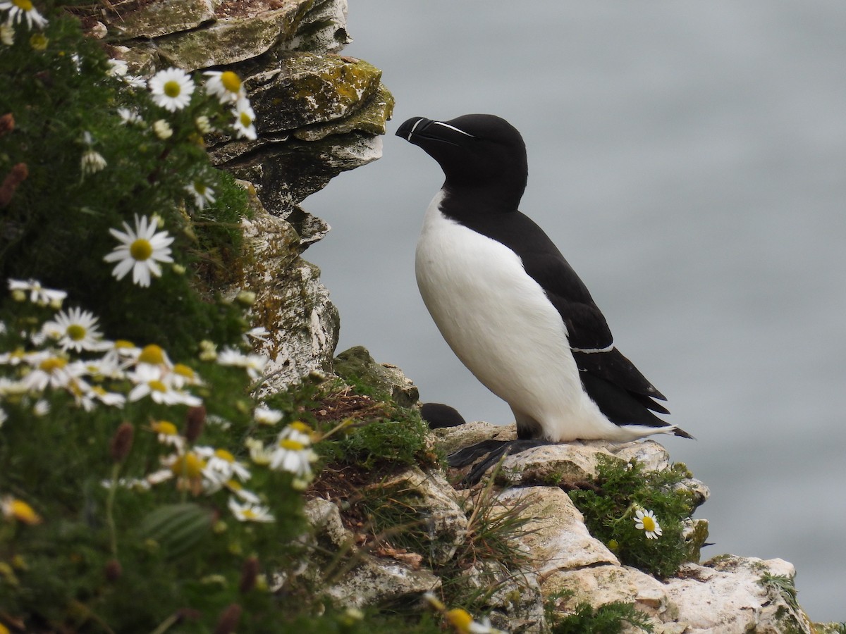 Razorbill - ML620832398