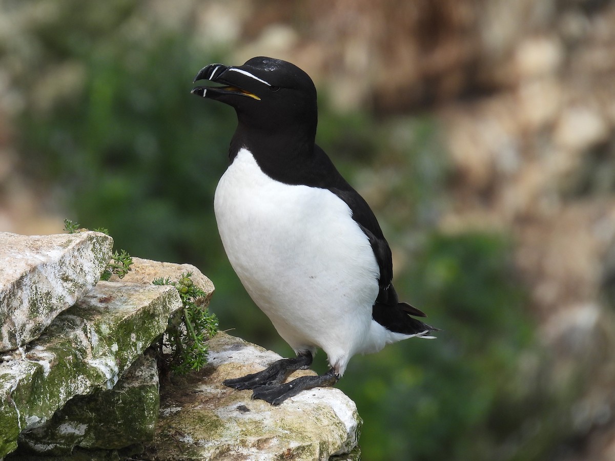 Razorbill - ML620832399