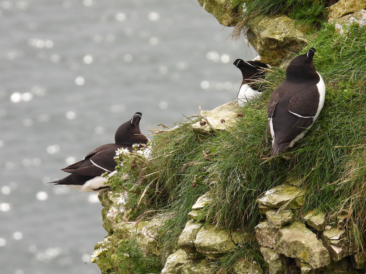 Razorbill - ML620832400