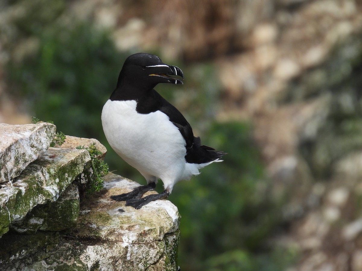 Razorbill - ML620832401