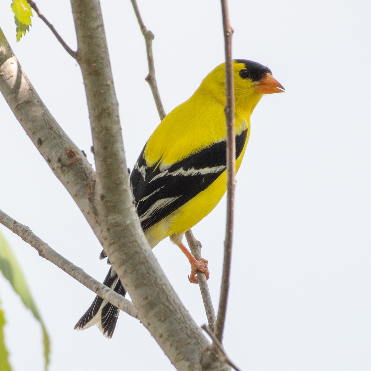 American Goldfinch - ML620832402