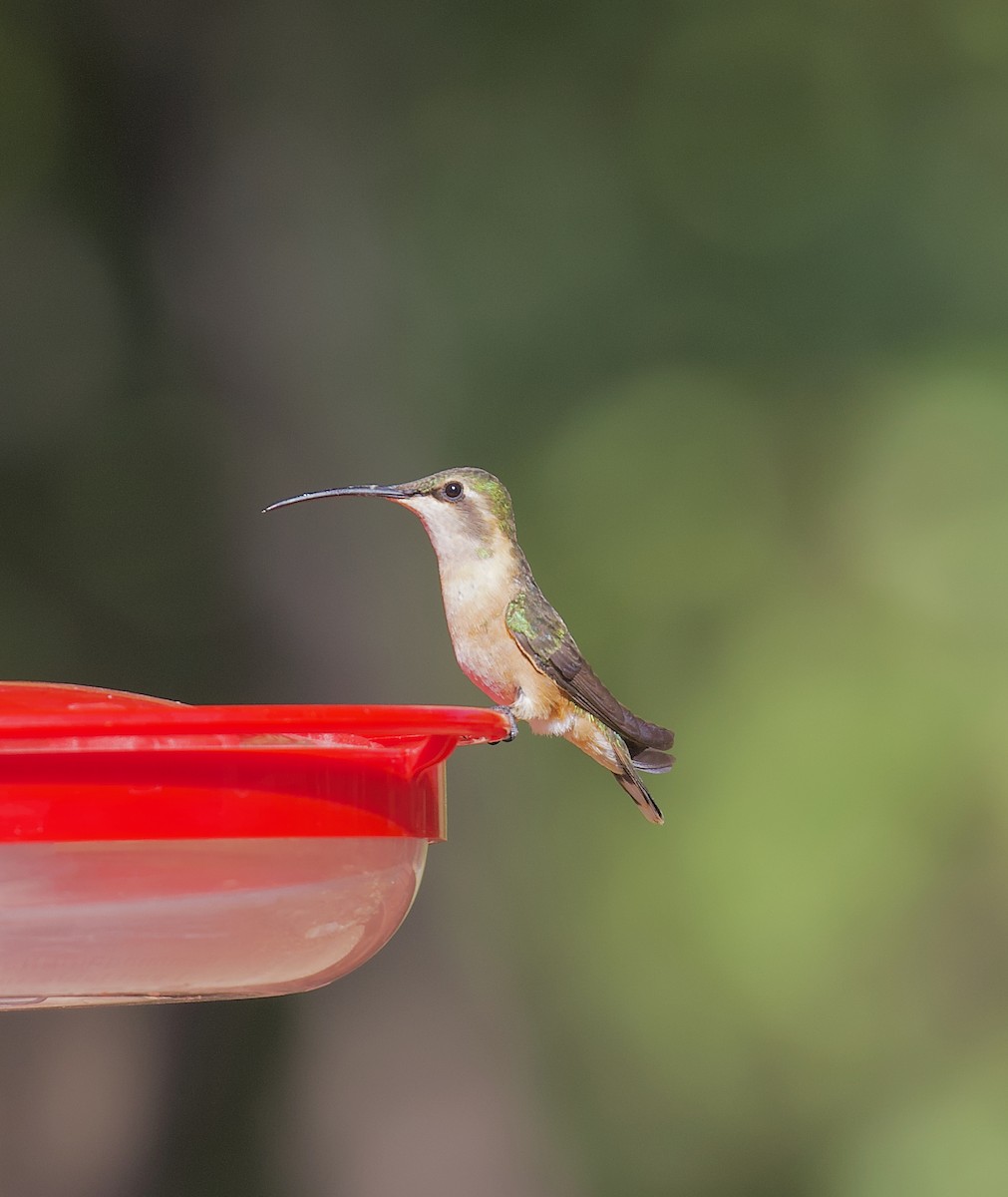 Lucifer Hummingbird - Ron Wilson