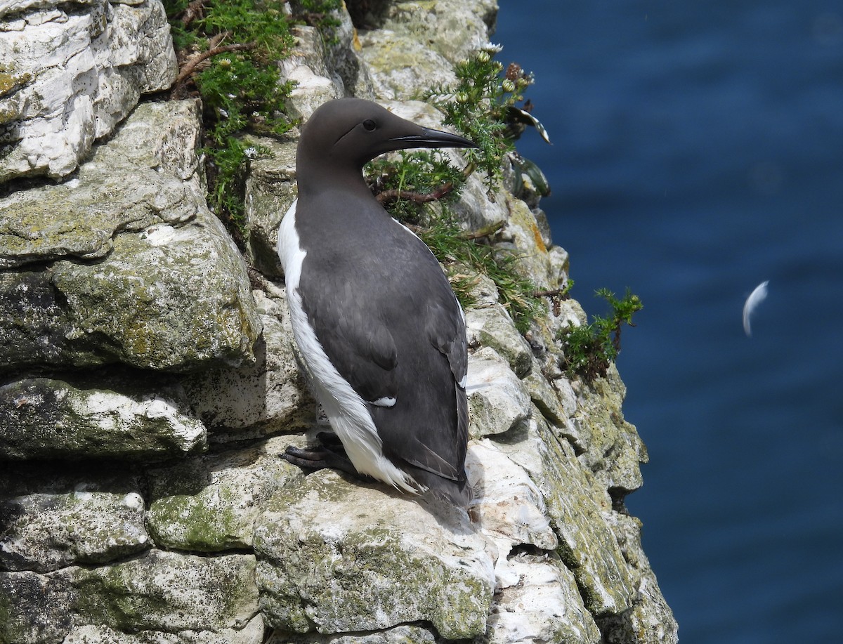 Common Murre - ML620832407