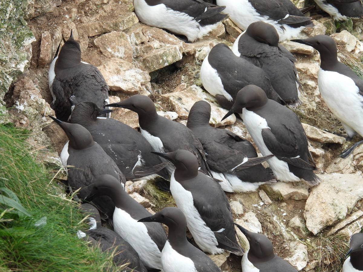 Common Murre - ML620832408