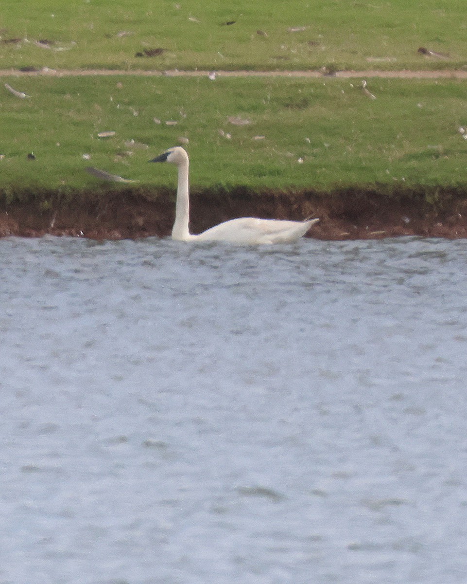 Trumpeter Swan - ML620832409