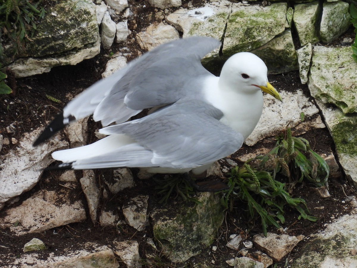 Mouette tridactyle - ML620832410