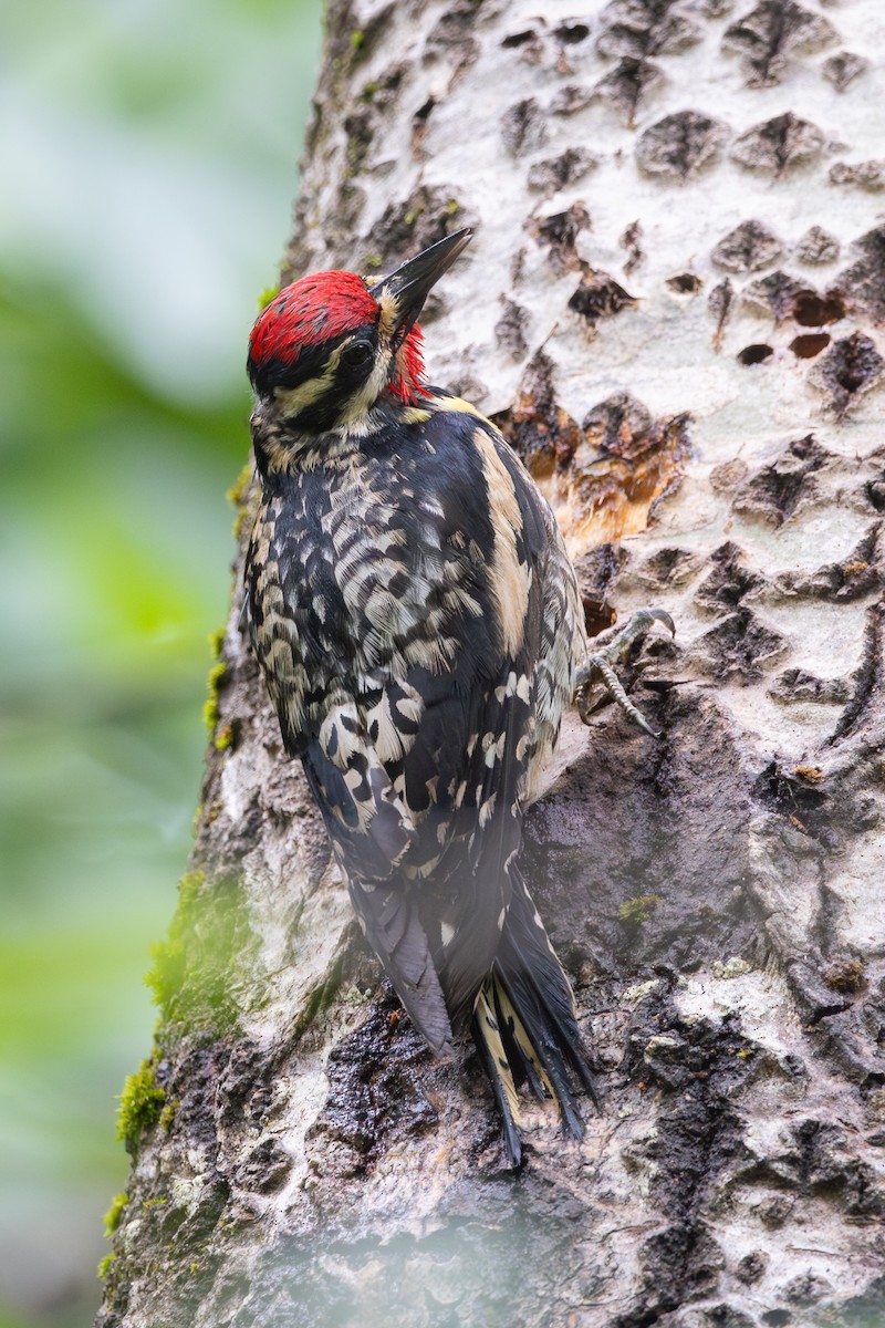 Yellow-bellied Sapsucker - ML620832415