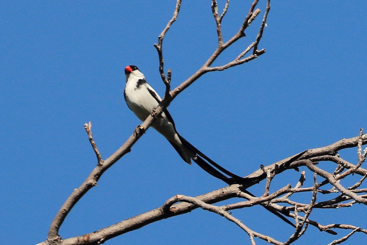 Pin-tailed Whydah - ML620832416