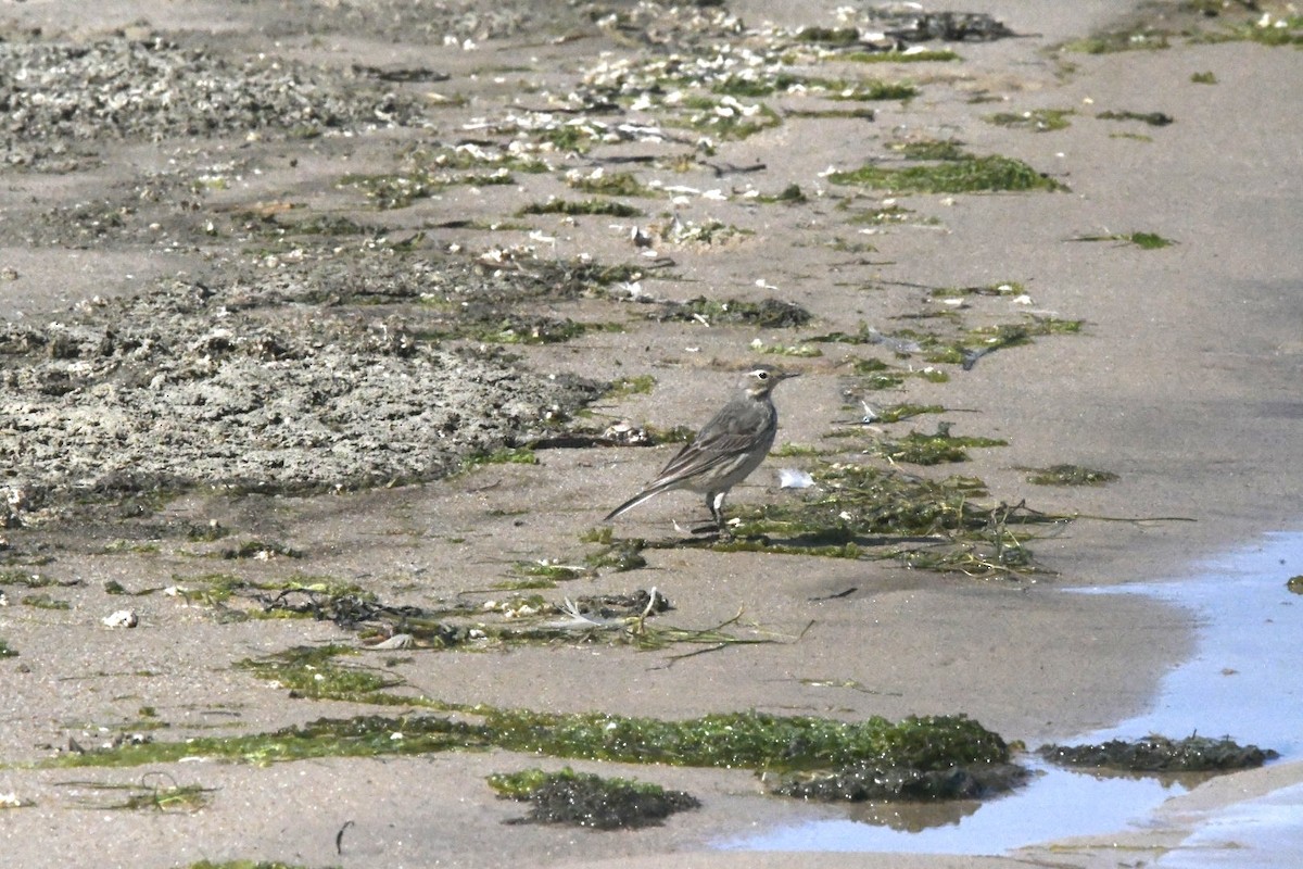 American Pipit - ML620832422