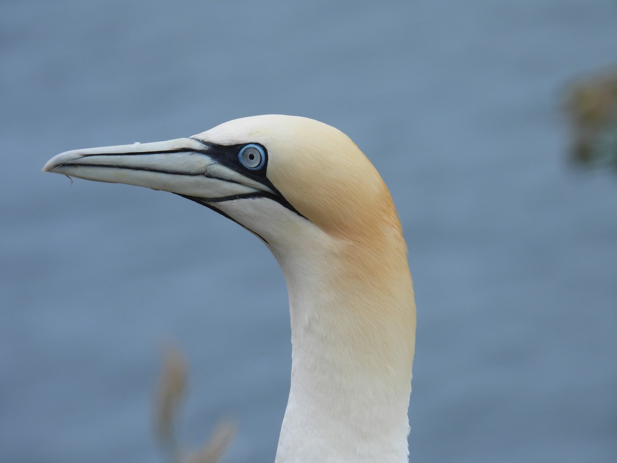 Northern Gannet - ML620832426