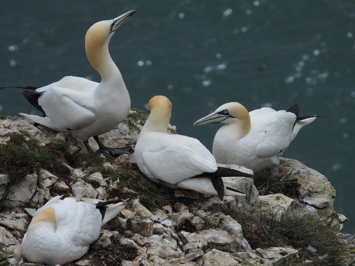 Northern Gannet - Simon Bradfield