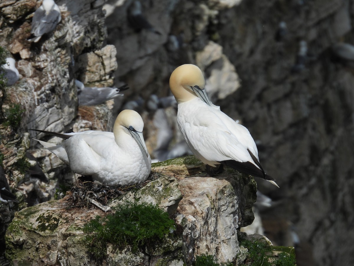 Northern Gannet - ML620832431