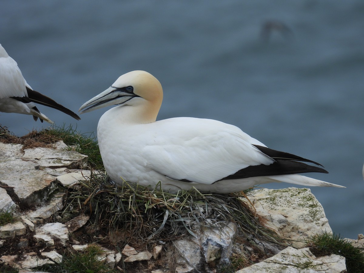 Northern Gannet - ML620832432