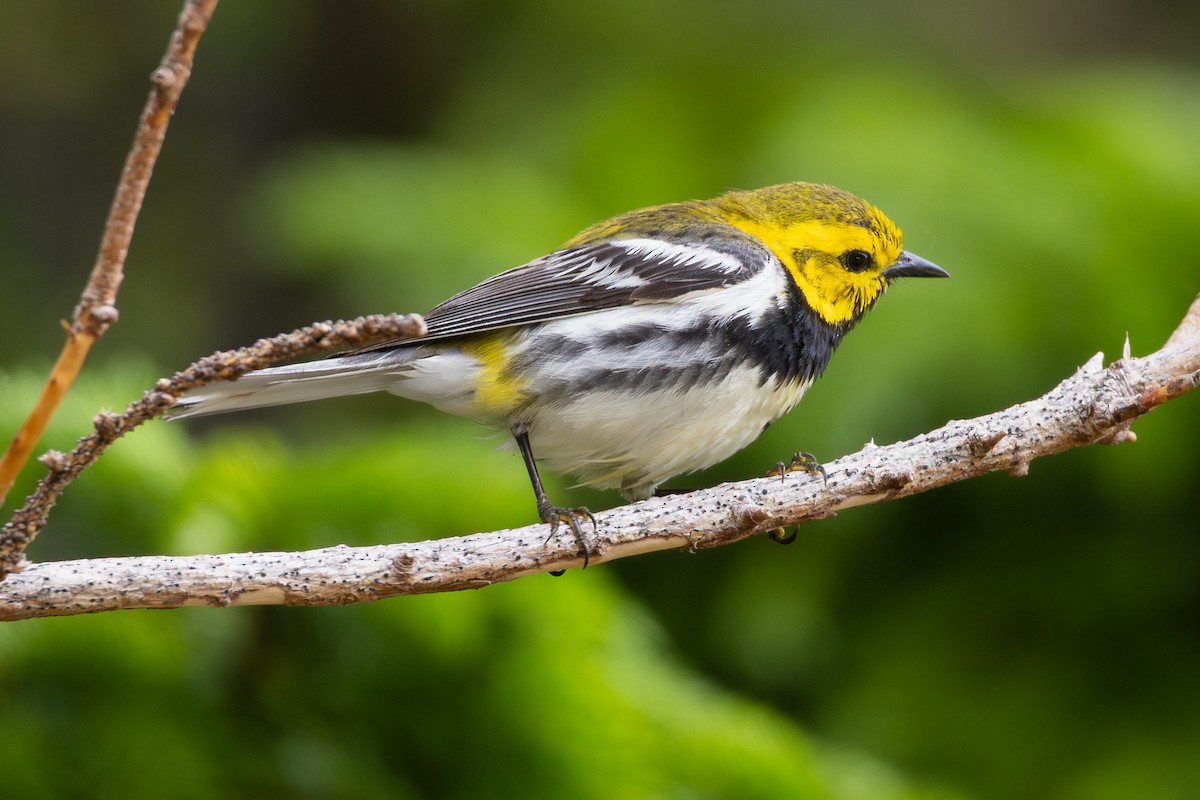 Black-throated Green Warbler - ML620832433