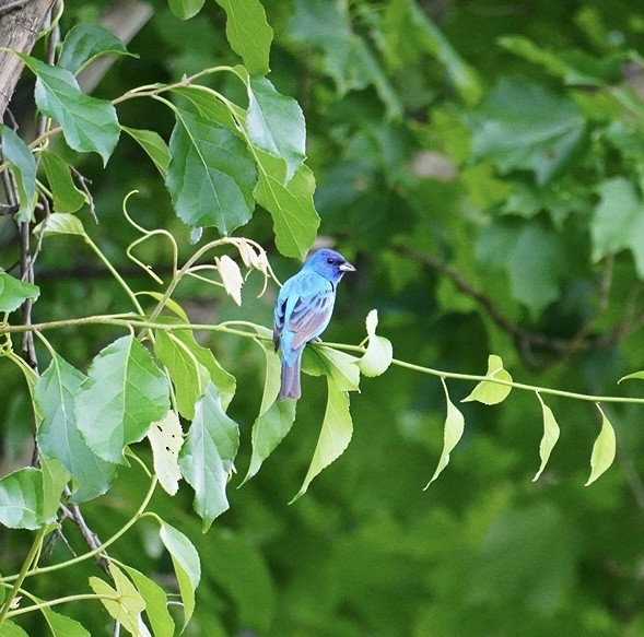 Indigo Bunting - ML620832436