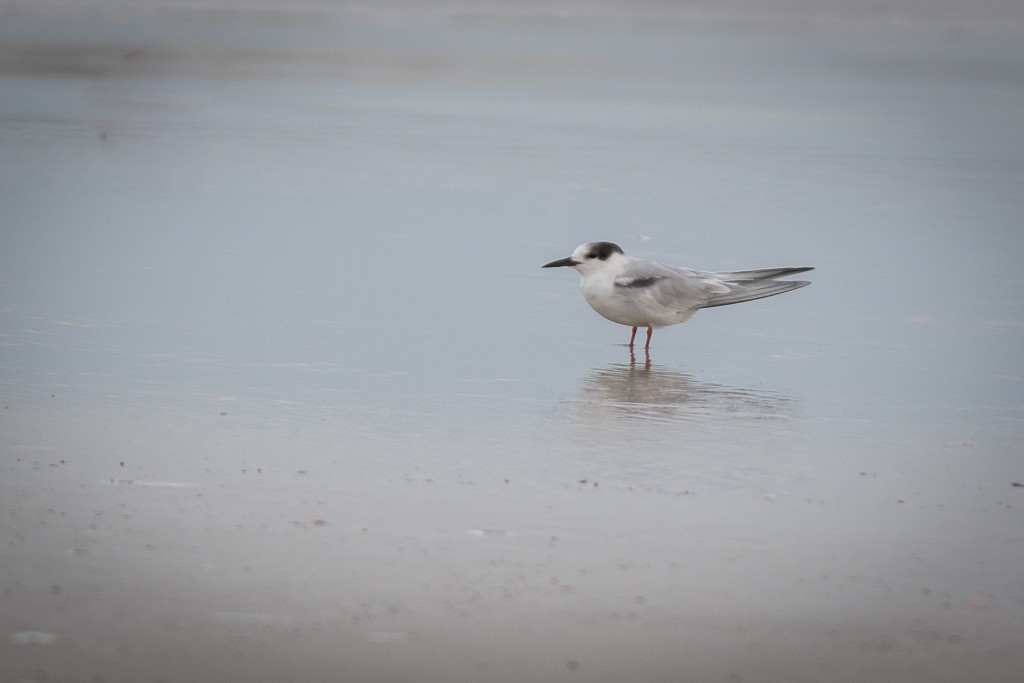 Common Tern - ML620832437