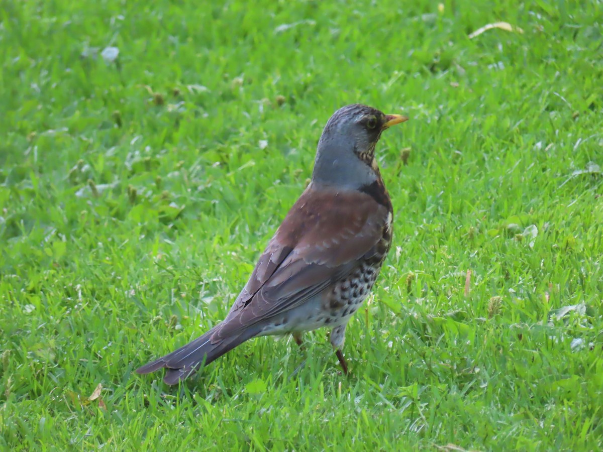 Fieldfare - ML620832439