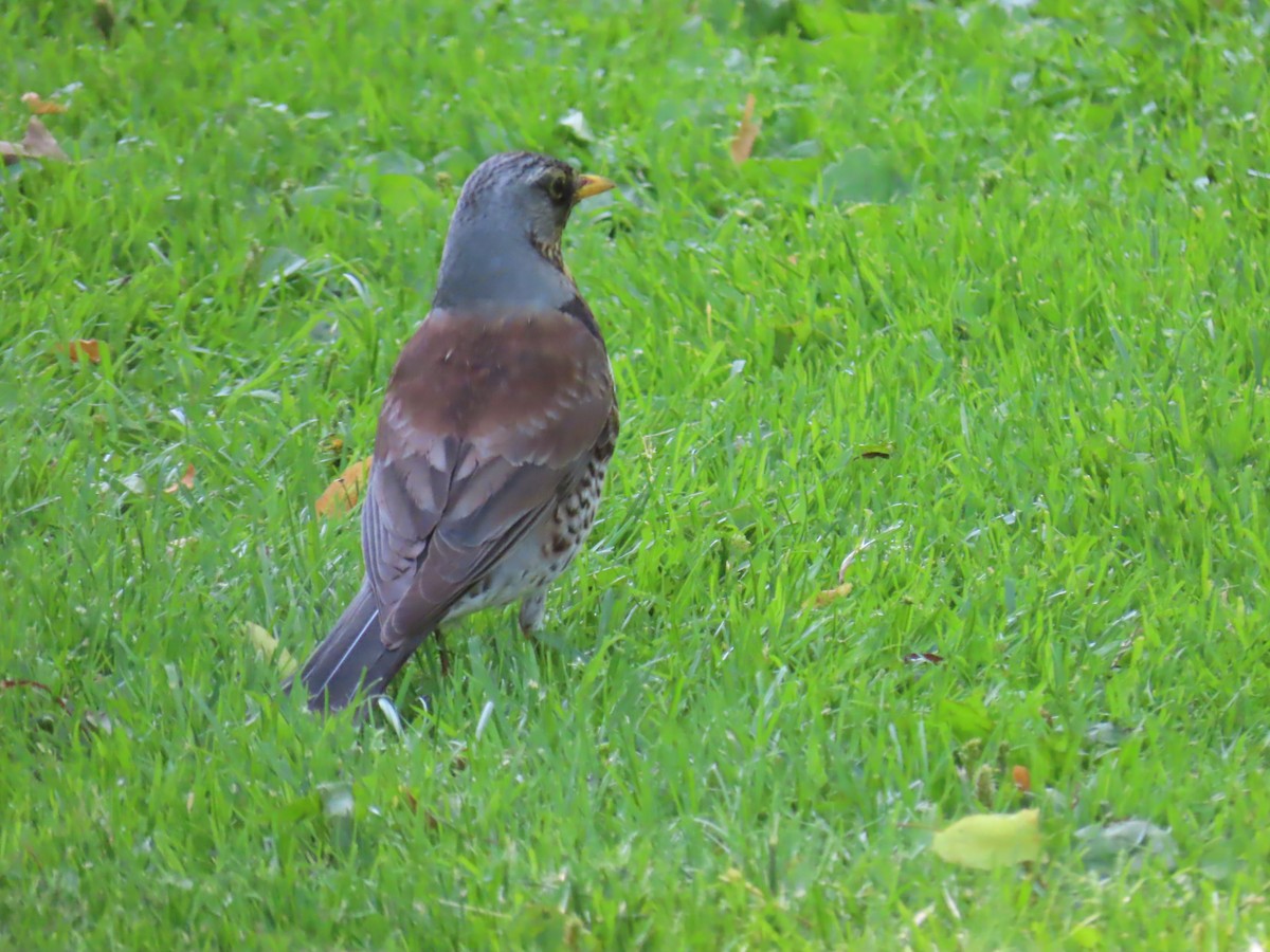 Fieldfare - ML620832440