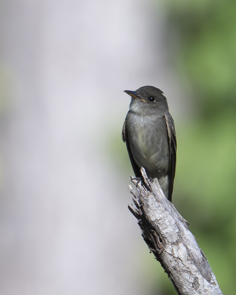 Eastern Wood-Pewee - ML620832443