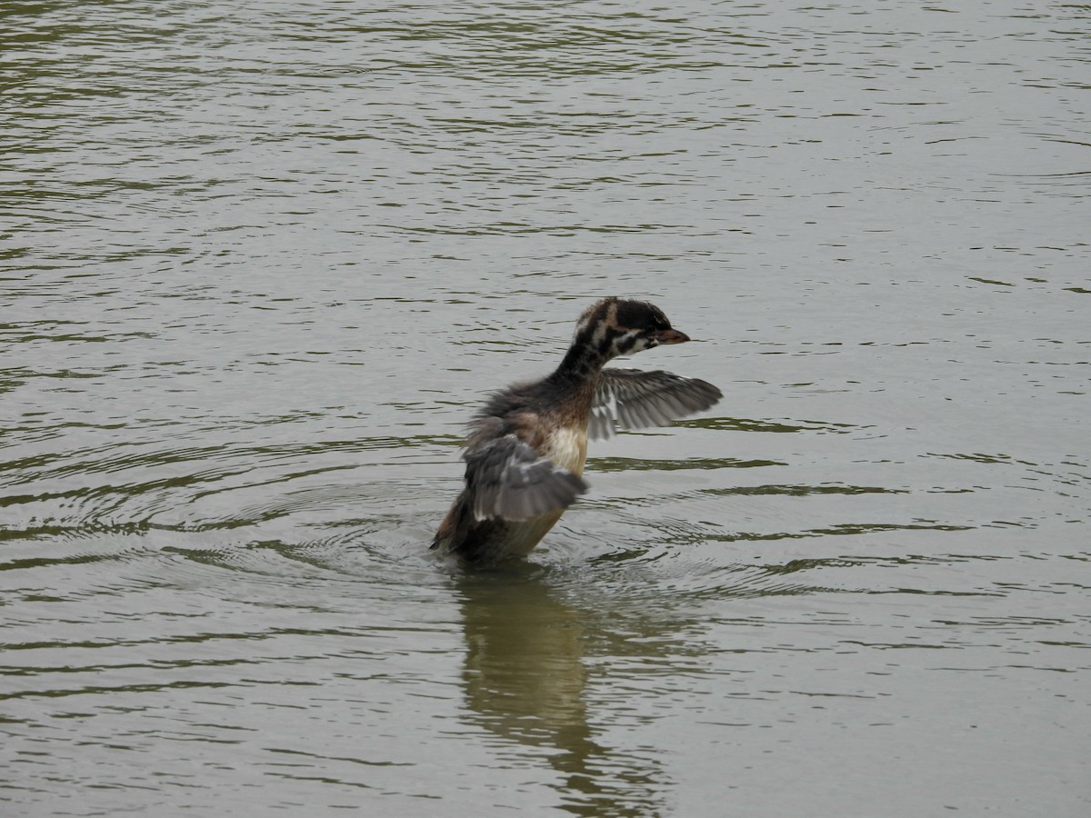 Pied-billed Grebe - ML620832444