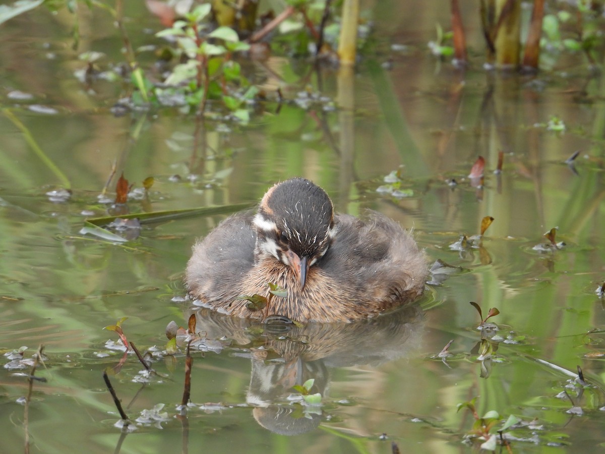 Pied-billed Grebe - ML620832445