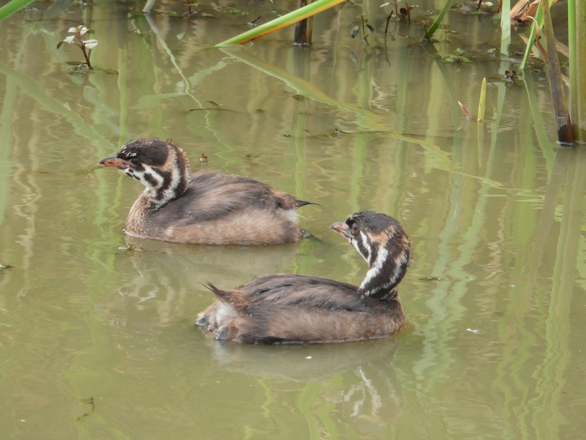 Pied-billed Grebe - ML620832446