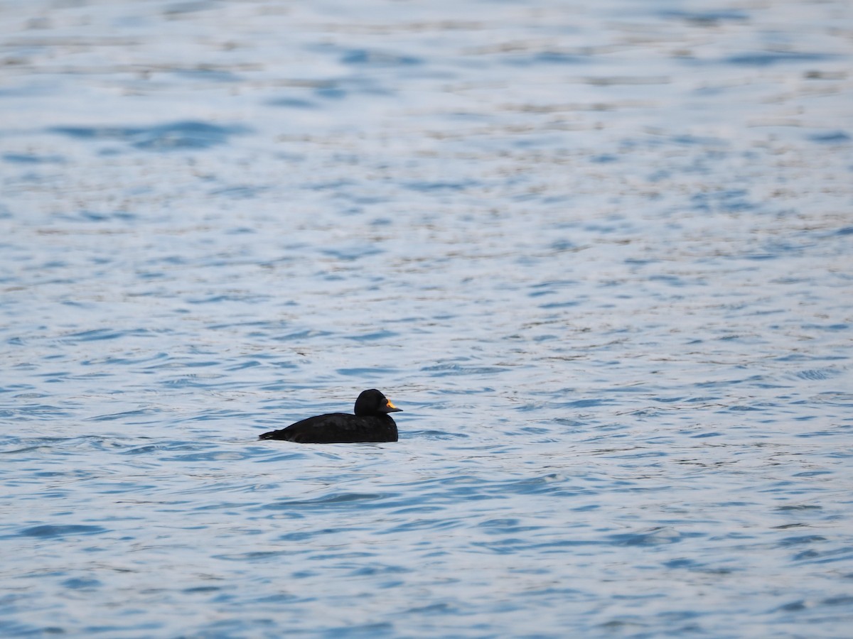 Common Scoter - Nicolás Tamargo de Eguren