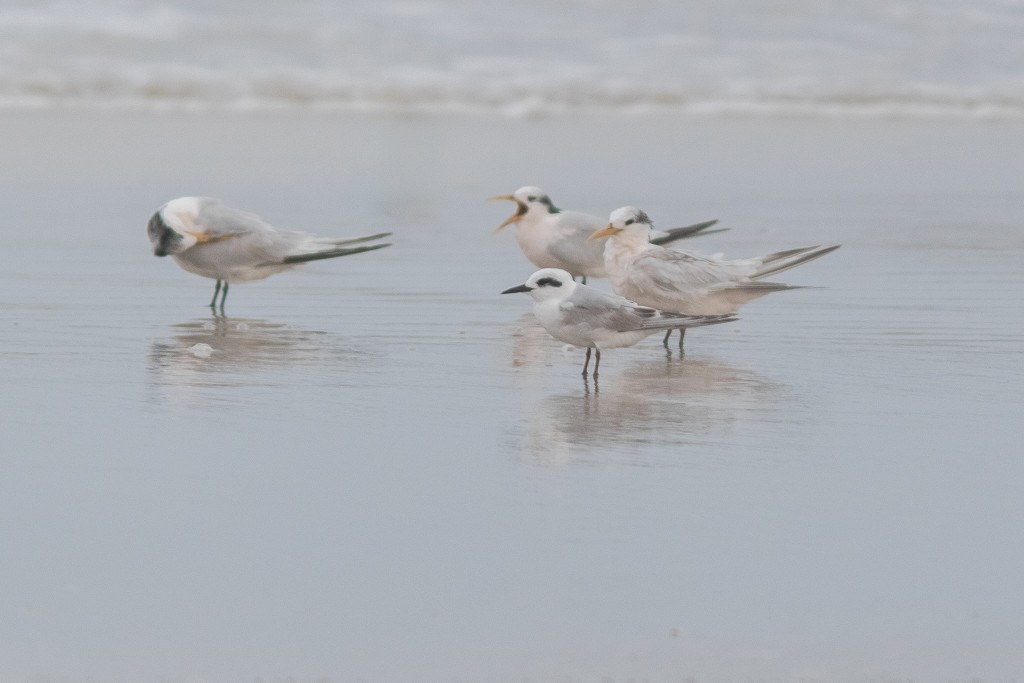 Snowy-crowned Tern - ML620832449