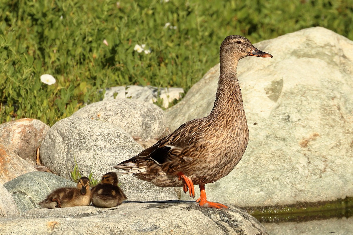 Canard colvert - ML620832451