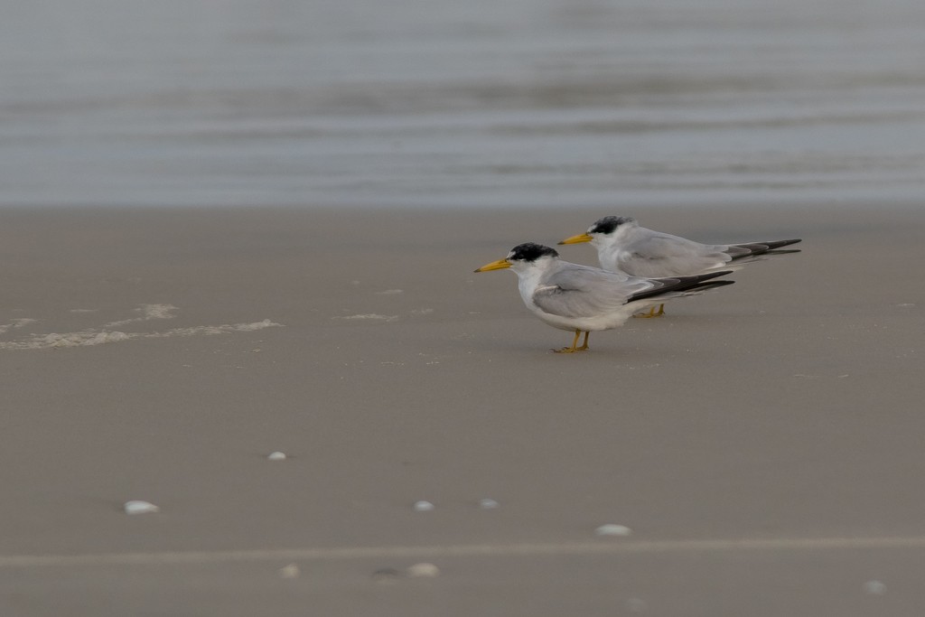 Yellow-billed Tern - ML620832456