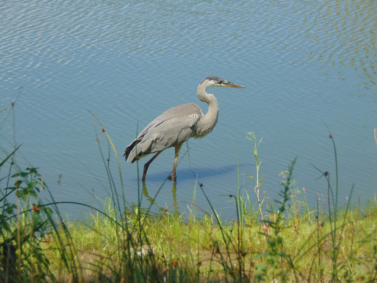 Great Blue Heron - ML620832457