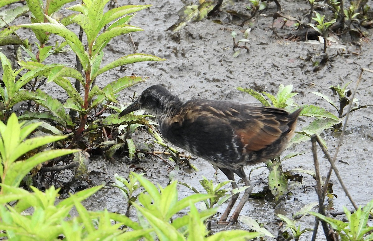 Virginia Rail - ML620832458